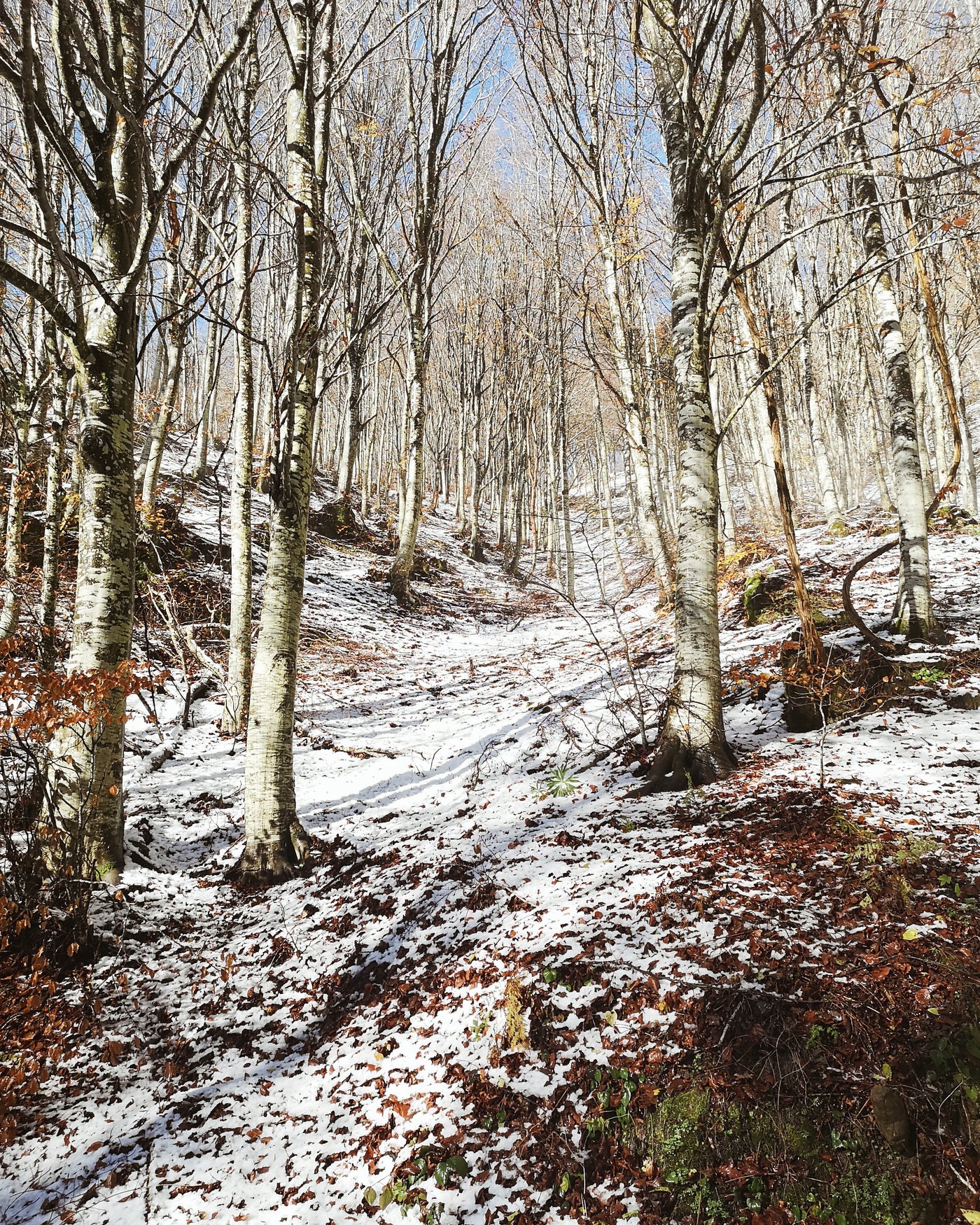 La saggezza degli alberi: imparare dalle foreste