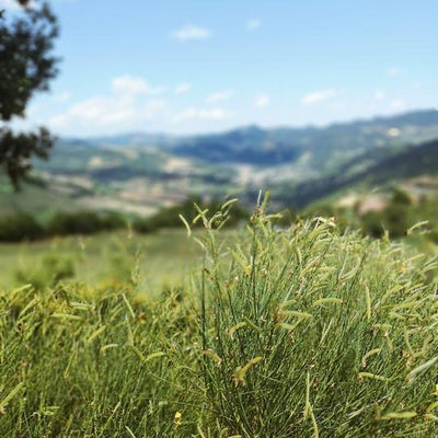 L’importanza della gratitudine