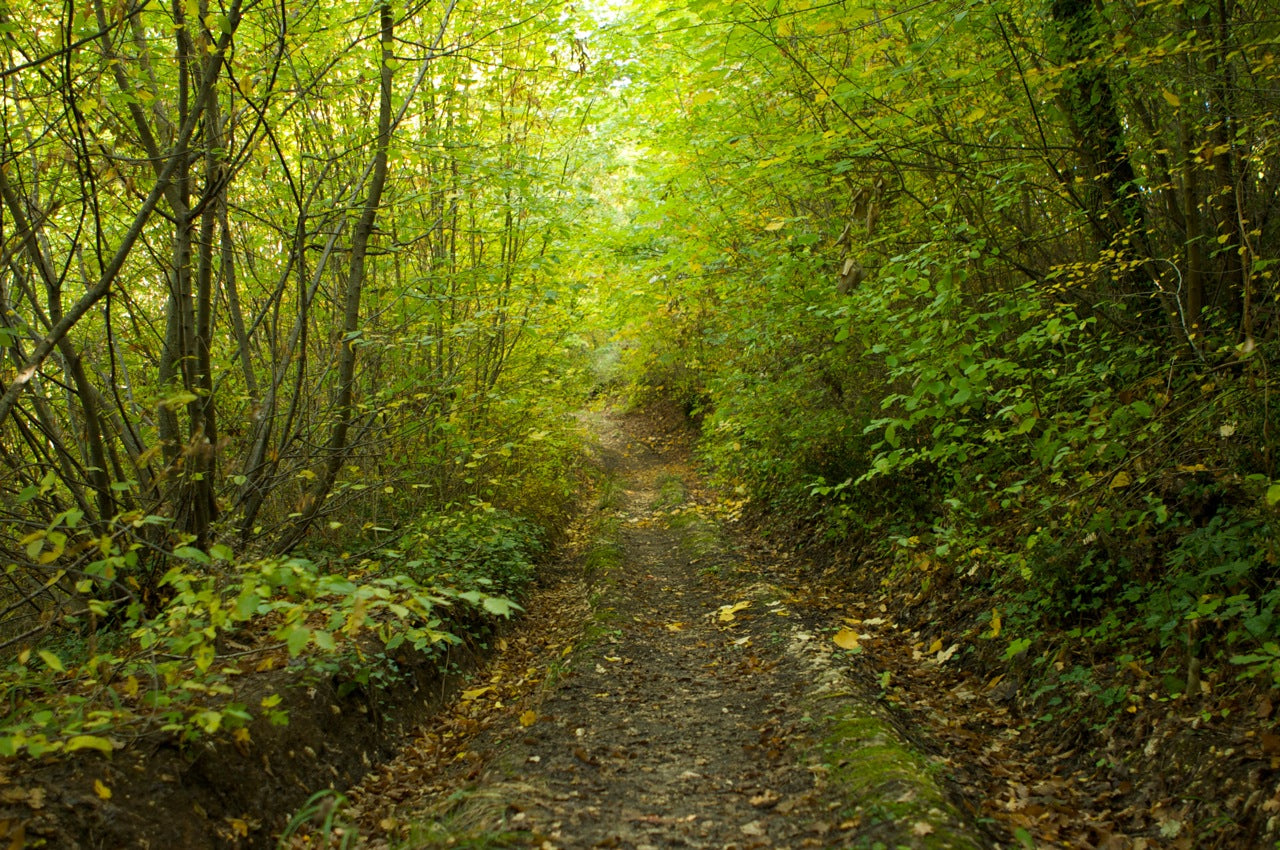 Shinrin-yoku, il bagno nella foresta