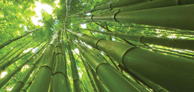 Siate come il Bambù